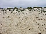 Galapagos 4-1-07 Floreana Punta Cormorant Turtle Tracks On Flour Beach